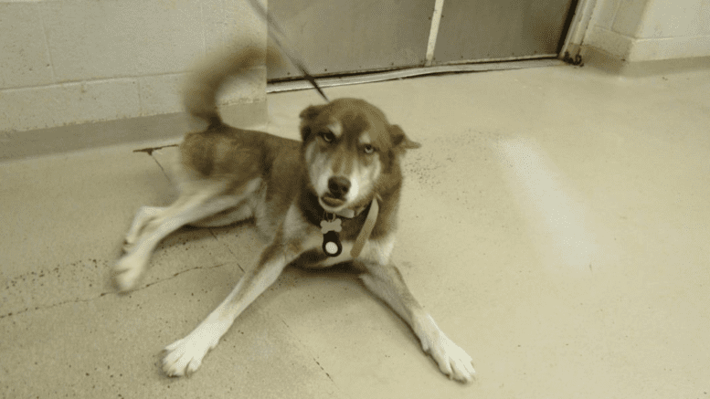 A red/white husky with a blue leash, looking playful