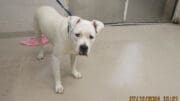 A white boxer with a blue leash