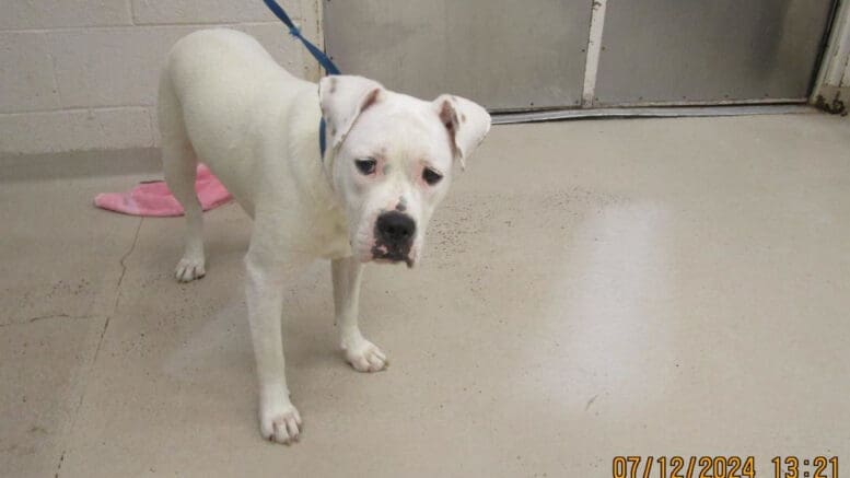 A white boxer with a blue leash