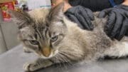 A tabby point cat held by someone behind