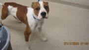 A white/brown boxer with a blue leash, looking sad