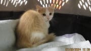 An orange/white tabby cat inside a cage