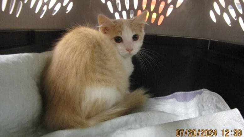 An orange/white tabby cat inside a cage