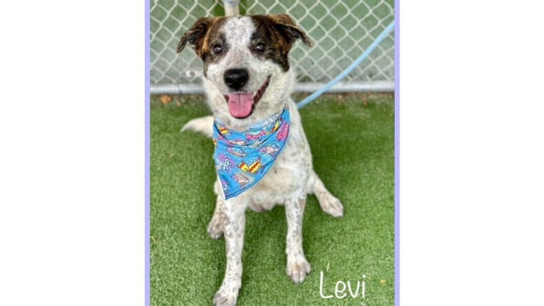 A tri-color Australian cattle dog with a blue cloth and leash