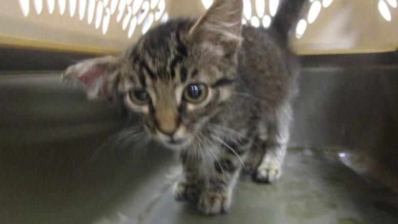 A gray tabby cat inside a cage, looking angry