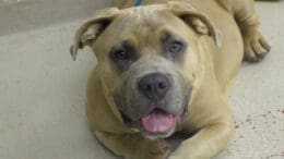 A brown mixed breed dog with tongue's out