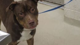 A tri-color pit bull with a blue leash
