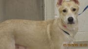 A tan/white shepherd with a blue leash, looking at the camera