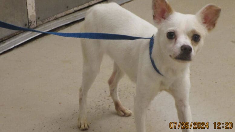 A white chihuahua with a blue leash, looking at the camera