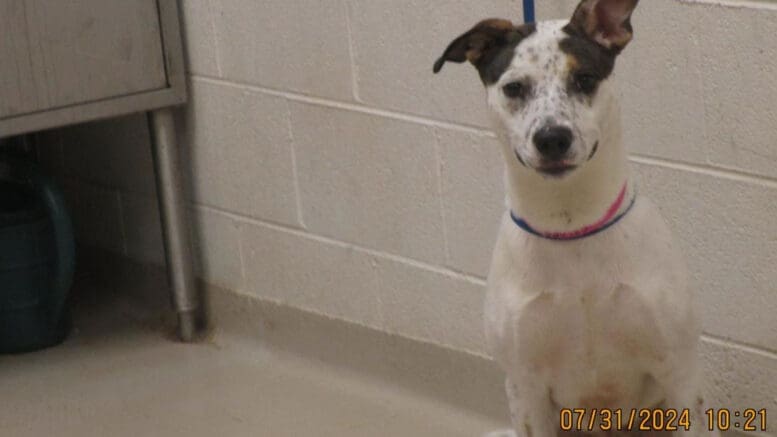 A brown/white hound with a blue/pink leash