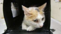 A calico cat inside a cage