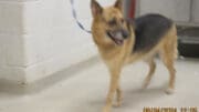 A brown/black German shepherd with a blue leash and tongue's out