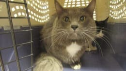 A gray/white cat inside a cage, looking out