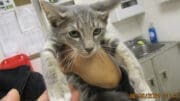 A gray/tabby cat held by someone