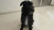 A black/white terrier dog looking on the side