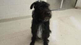 A black/white terrier dog looking on the side