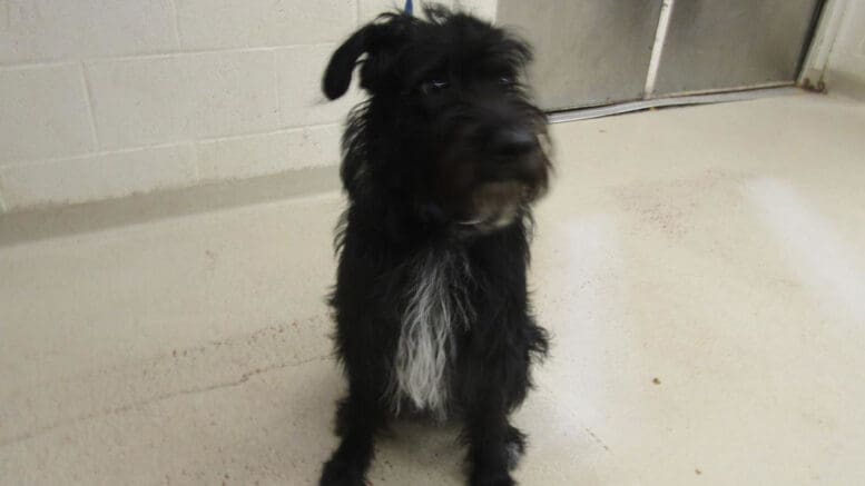 A black/white terrier dog looking on the side