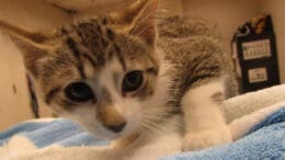 A white/tabby kitten looking at the camera