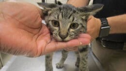 A tabby kitten held by someone behind