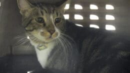 A tabby/white cat inside a cage, looking sad