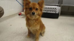 A tan chihuahua with a blue leash and looking angry