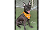 A black/white mixed breed dog with a yellow scarf, looking happy