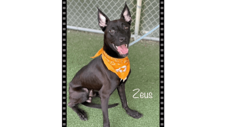 A black/white mixed breed dog with a yellow scarf, looking happy