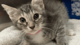 A tabby/white kitten inside a cage, looking sad