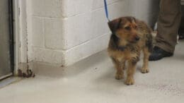 A brown/black terrier with a blue leash