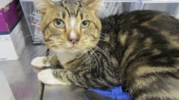 A tabby and white cat looking sad