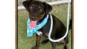 A black/white mixed breed dog with blue scarf and leash