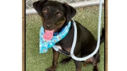 A black/white mixed breed dog with blue scarf and leash