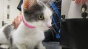 A gray/white kitten with a pink leash, held by someone