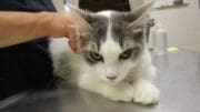 A gray/white kitten looking angry