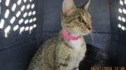 A tabby/white cat with a pink leash and inside a cage