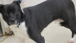 A black/white pit bull type looking at the camera