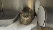 A tabby cat inside a cage, sitting on a white cloth