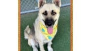 A tan gray shepherd with a colorful collar, looking happy