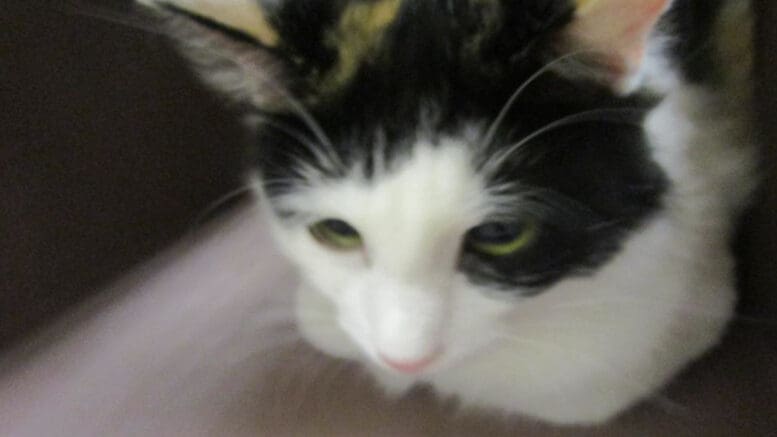 A calico cat inside a cage, looking shy