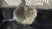 A gray/white cat inside a cage, looking sad