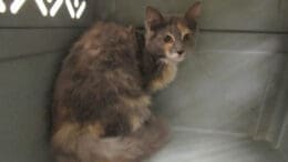 A muted calico cat inside a cage, looking shy