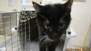 A black/white kitten going outside from a cage