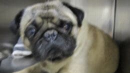 A beige pug inside a cage, looking sad