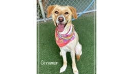 A tan/white labrador retriever with a colorful scarf