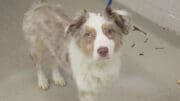 A fawn Australian shepherd, looking sad