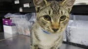 A tabby/white cat with a blue leash, looking sad