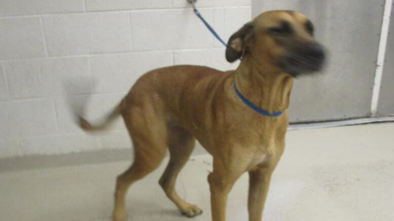 A brown/black hound with a blue leash