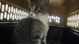 A gray tabby/white cat inside a cage