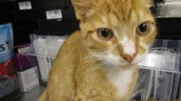 An orange/white tabby cat, looking sad