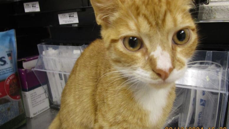 An orange/white tabby cat, looking sad